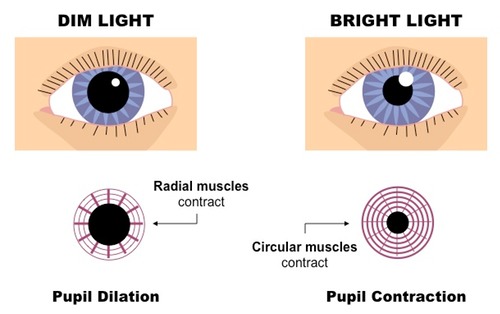 Pupil Dialation